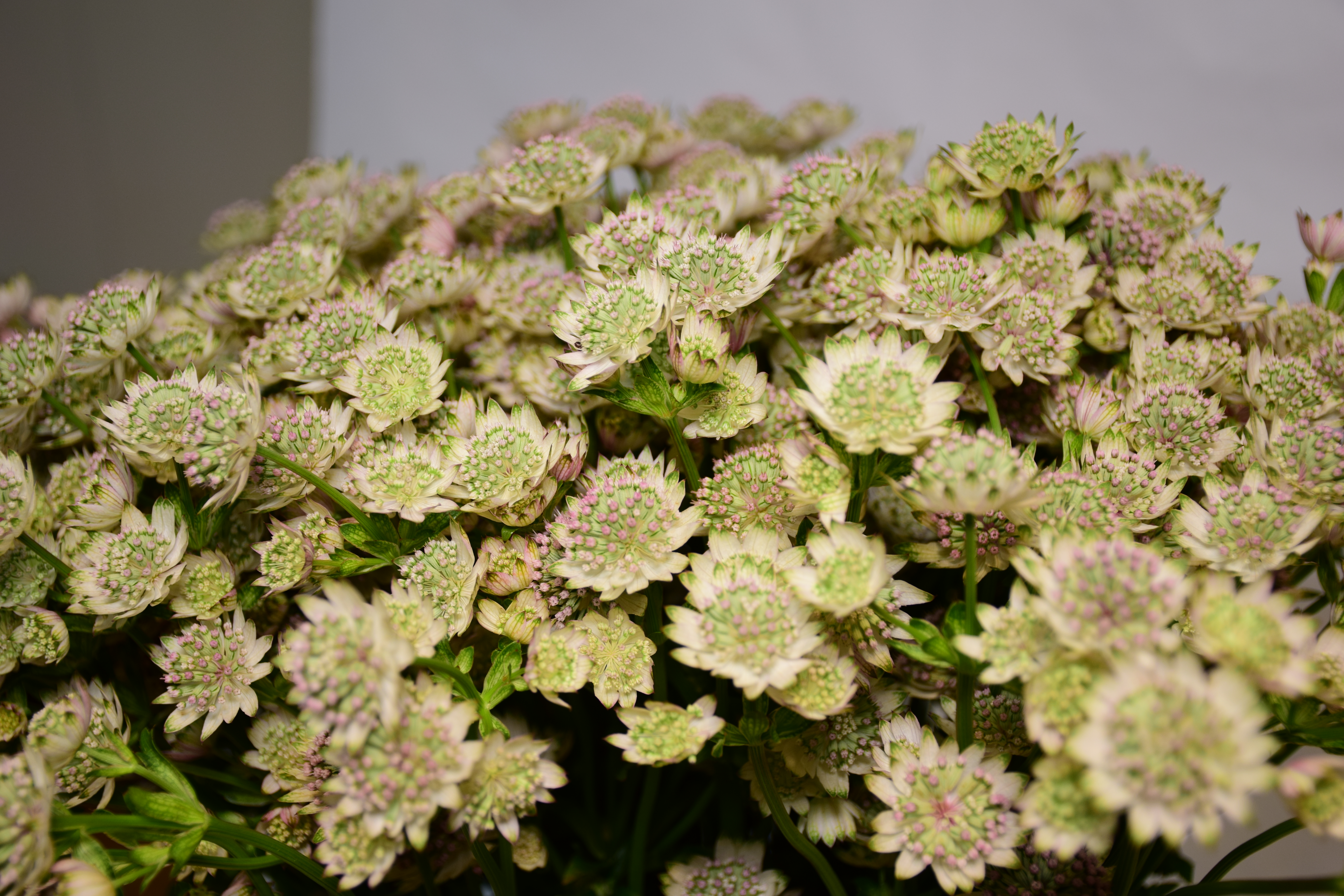 ASTRANTIA BILLON STARS 70